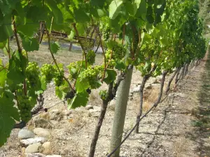 ホークダン ライズ ヴィンヤード & アコモデーション