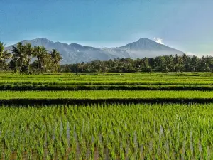 Mu Homestay