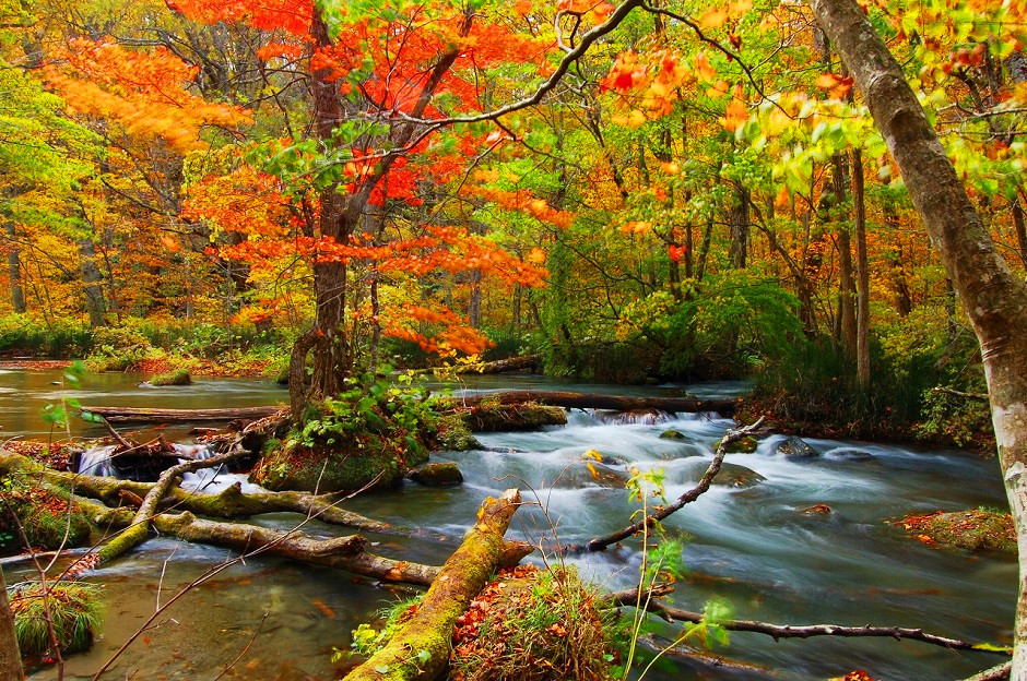 楓紅賞 東北奧細道 奧入瀨溪流 十和田湖 八幡平迴廊 雙星野名湯名宿6日