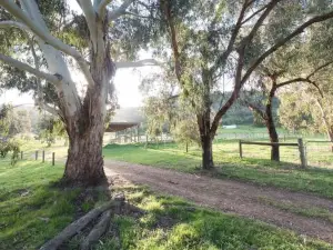 Stringybark, Halls on Falls Homestead