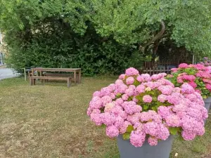 Logis de la Provosterie - CYCLAMEN