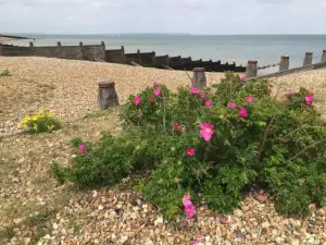 Charming Bight Cottage Moments from Beach by Whitstable-Holidays