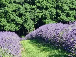 Kūkupa Matairangi at Akaroa Lavender