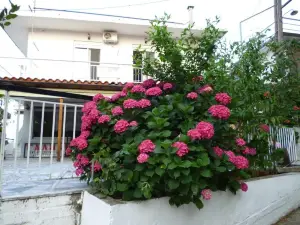 Pansion Galini
