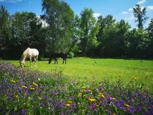 Pine Lodge - Direct Train to Porto