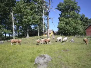 Gäststugan