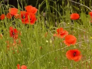 Apartamentos en Sierra de Gata Alma