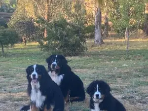 Hillview & Stringybark, Halls on Falls Homestead