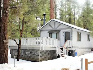 Cedar Pines