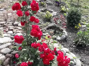 Kazbegi Guest House