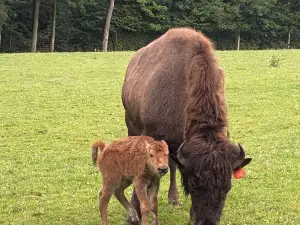 隱谷動物探險