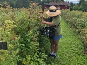 Paradiset stugan i fin skogen