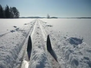 Kuikka