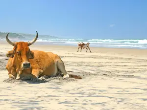 チンツァ ビュー