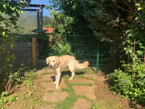 Millies Hosting - Familienurlaub Mit Hund in Kärnten