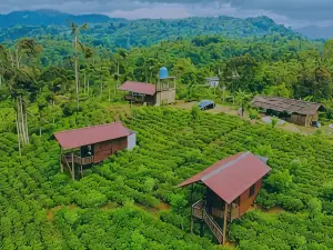 Misty Mountain- Sinharaja