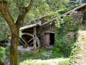 House of the Azereiro