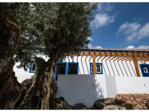 Almojanda 3 Olive Tree