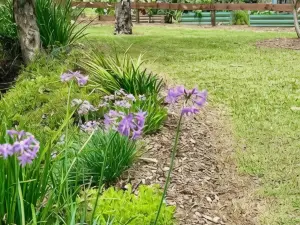Mountview Alpaca Farmhouse