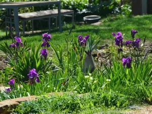 Dairyman's Cottage