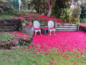 Magpie Cottage - Homestay B&B