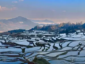 Rice Field Ideal | Blue Terraced Fields Panoramic View Homestay
