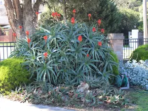 Australian Home Away at Doncaster Grange Park