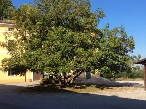 Agriturismo Rivieraoglio