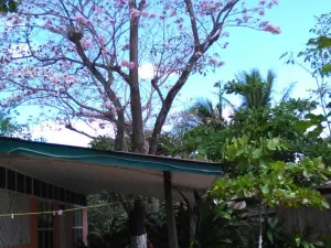 Coco Verde