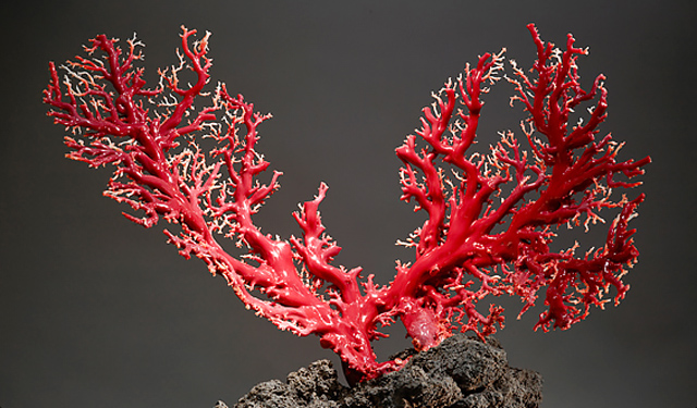 台湾红珊瑚图片