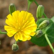 8月初去北海天气怎么样会有雨吗