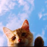 从济南直飞香港中途到上海浦东转机,L签可以直