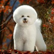 我的携程机票订单显示已出票,是不是已经买了