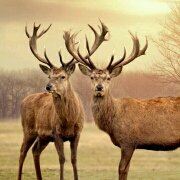 #澳门十六浦索菲特大酒店(Sofitel Macau at Po