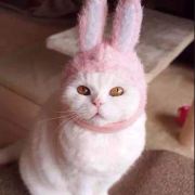 未婚女性赴日单词旅游个签…其他条件都符合,