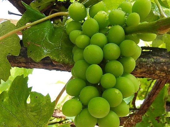 howard johnson flower city hotel shancha yuan