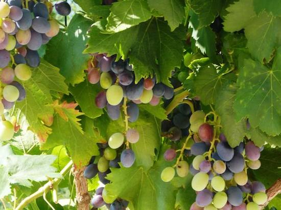 domaine les ecuries des canutis