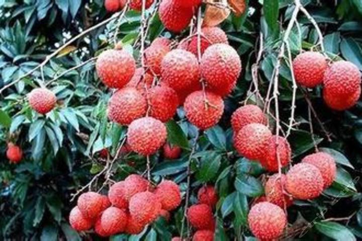 广州荔兴采摘园(40元代金券-双人采摘门票)