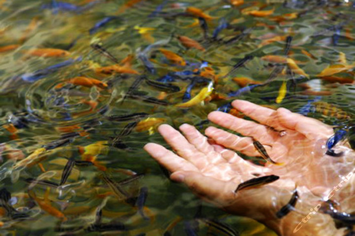 北京龙熙温泉度假酒店—土耳其小鱼