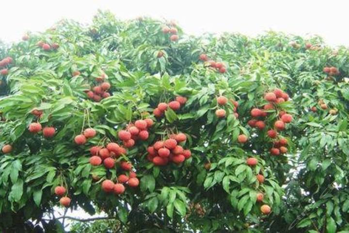 广州荔兴采摘园(40元代金券-双人采摘门票)