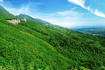 【重庆】中国茶山竹海国家森林公园