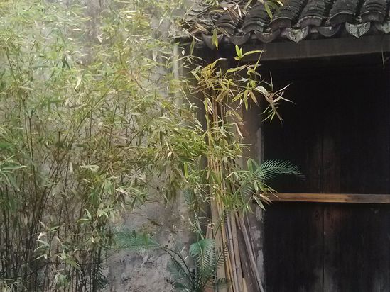 细竹图片,细竹条_大山谷图库