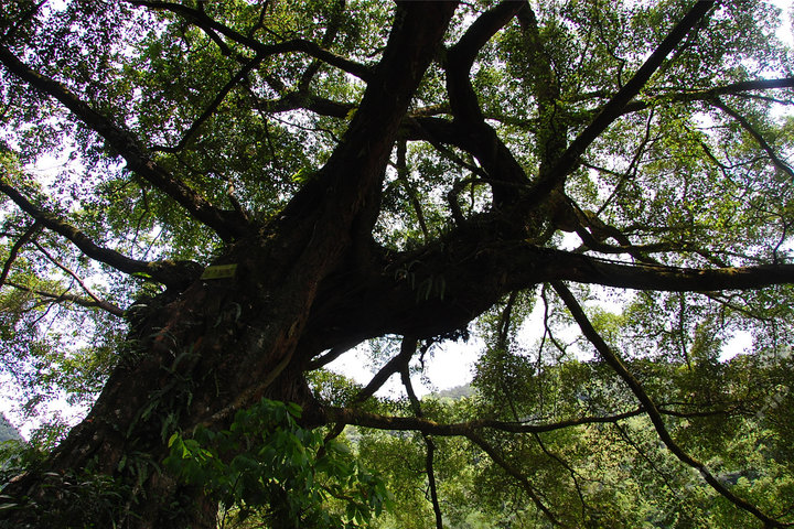 安溪桫椤谷风景区