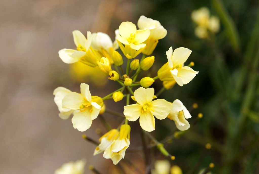 2013自驾千岛菜花,找寻江南春色