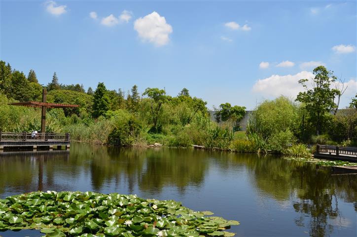 2013年8月17日,上海寶山(吳淞炮臺灣溼地森林公園,臨江公園)