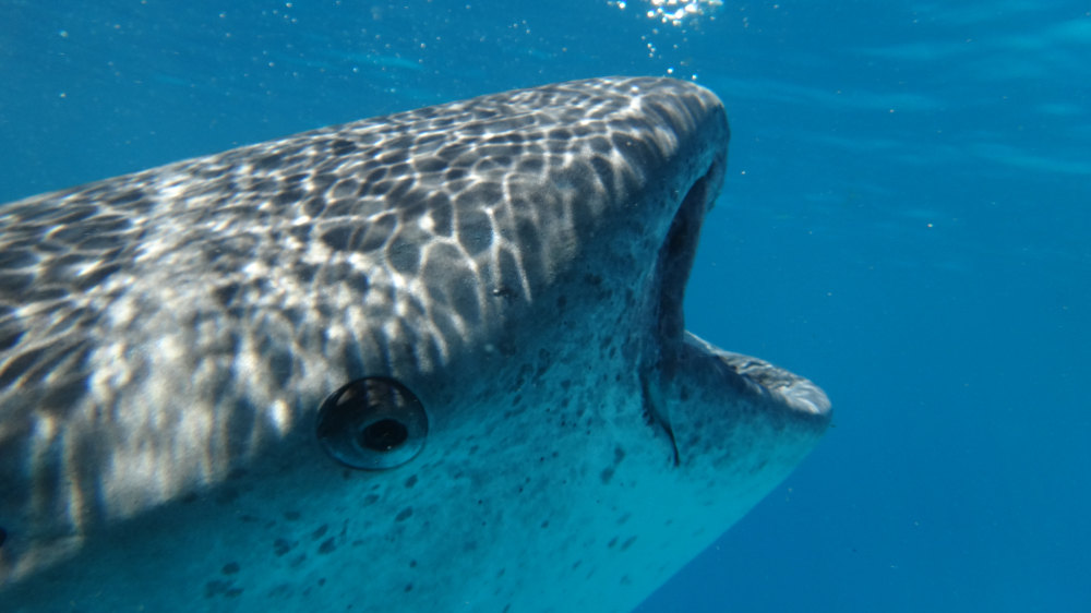 大扁嘴 很好 ☆☆☆☆☆☆