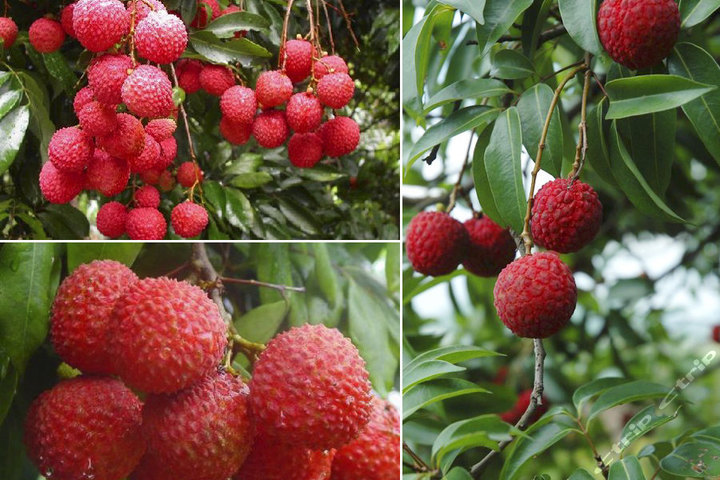 碧桂园广州凤凰城(豪华房-荔枝风情套票)