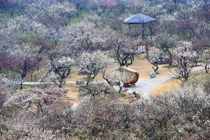 印象太湖梅花节纯玩一日游(上海出发)