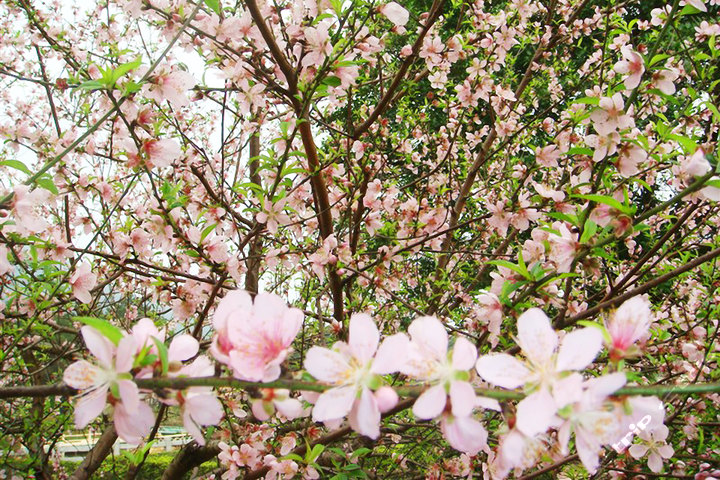 清远金谷酒店大床房/双人房 门票各两张