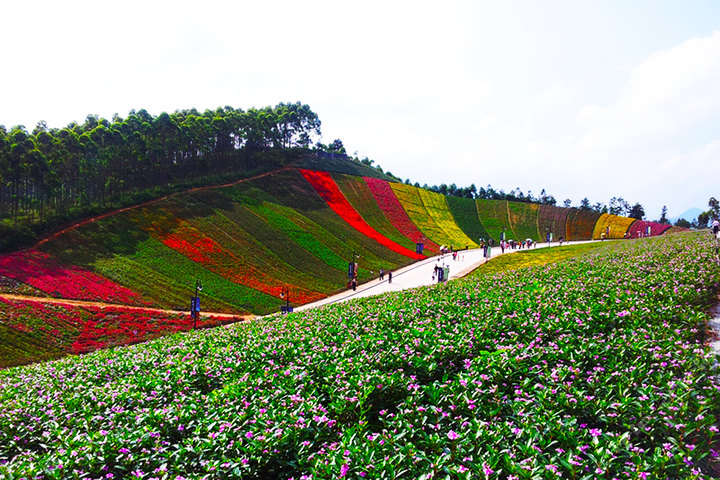 漳州十里蓝山玛琪雅朵花海门票